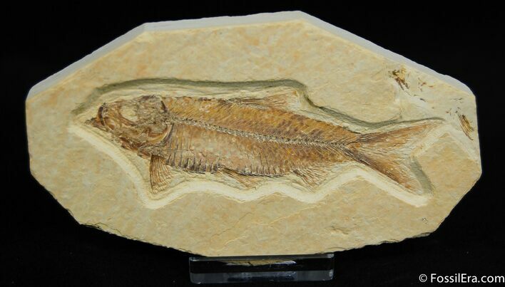 Nicely Inlaid Inch Fossil Fish, Knightia Eocaena #15